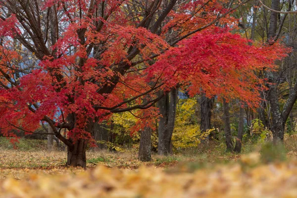 Bunte Herbst Fällt Blätter Natur Hintergrund — Stockfoto