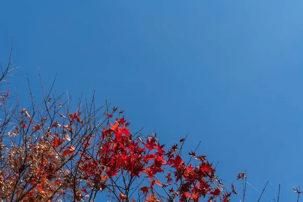 stock image Colorful fallen autumn leaves nature background