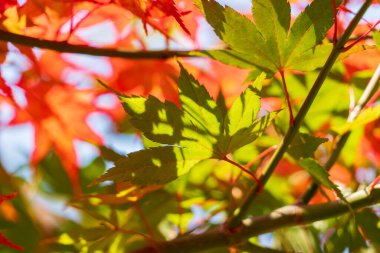 Renkli düşen sonbahar doğayı terk eder