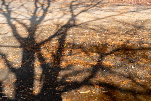 Abstrato Natureza Fundo Sombras Árvores Chão — Fotografia de Stock