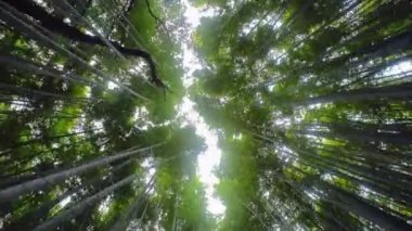 Japonya 'nın Kyoto kentindeki Bambu Korusu' nun uzun ağaçlık yolundan yürüyorum.