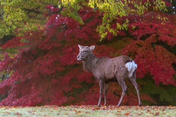 Japonya 'daki Nara Parkı' nda sonbahar yaprağının altında