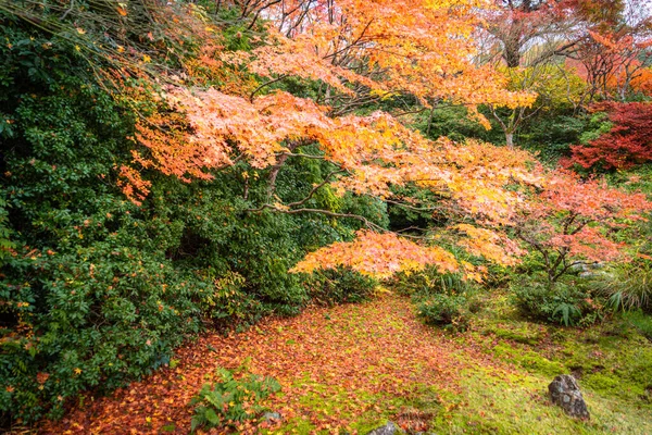 autumn season in japan nature background