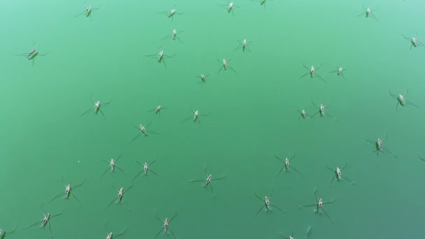 Agua Insectos Gerris Lacustris Estanque Común Skateron Superficie Del Agua — Vídeo de stock