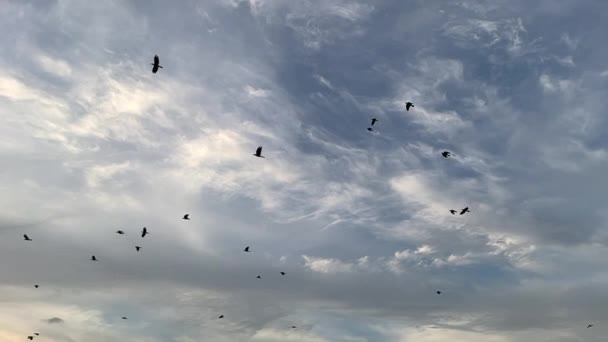 乌鸦在蓝天上飞翔慢动作 — 图库视频影像