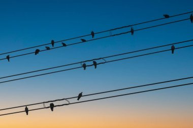 Elektrik kablosu arka planındaki kuşlar