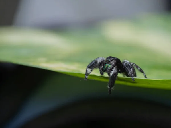 Skákání Pavouk Zeleném Listě Příroda Pozadí — Stock fotografie