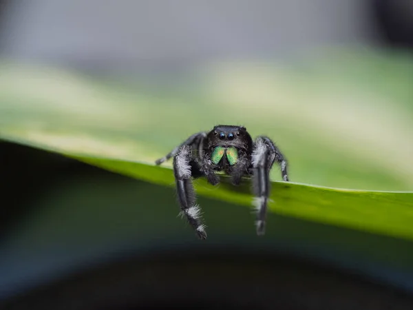 Springen Spinne Auf Grünem Blatt Natur Hintergrund — Stockfoto
