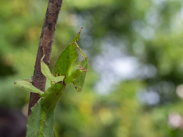 stock image Leaf Insect on branch nature background