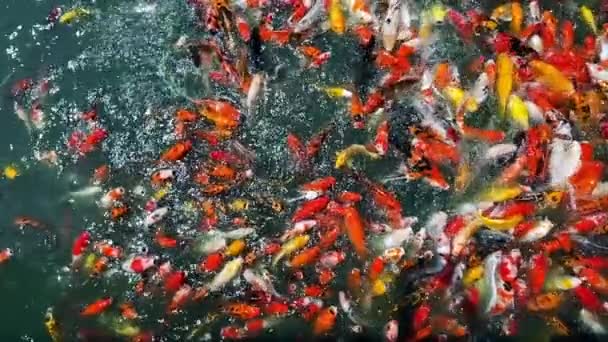 Vele Kleurrijke Fancy Koi Karper Vissen — Stockvideo