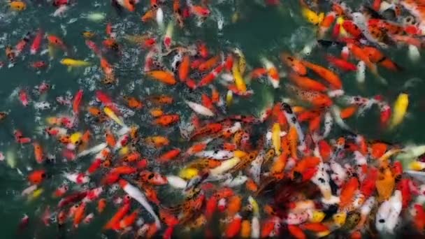 Molti Colorati Pesci Carpa Koi Fantasia Aggiungere Effetto Cartone Animato — Video Stock
