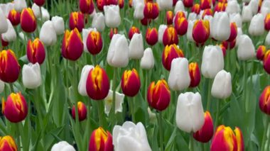 Güzel çiçekler laleler doğa arka planda bahar çiçekleri