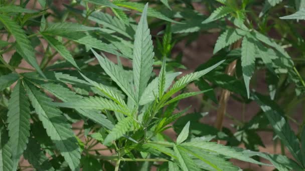 Primer Plano Las Plantas Sanas Cannabis Con Hojas Perfectas — Vídeos de Stock