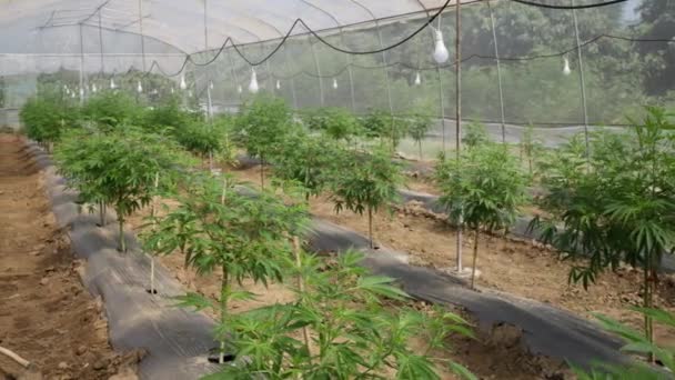 Binnenkant Van Een Cannabiskas Met Rijen Jonge Gezonde Planten — Stockvideo