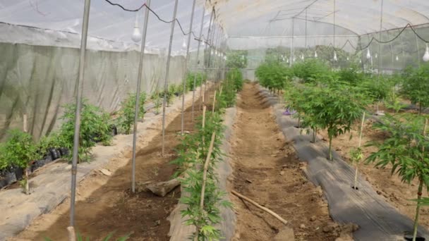 Binnenkant Van Een Cannabiskas Met Rijen Jonge Gezonde Planten — Stockvideo
