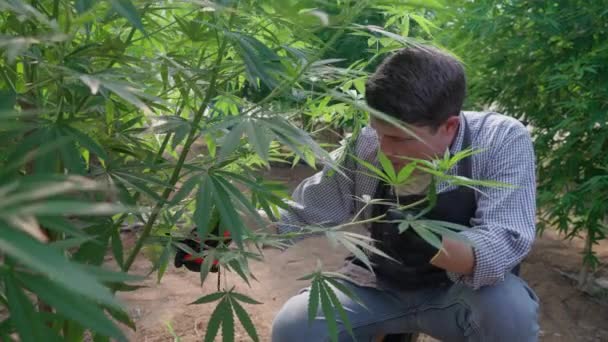 Agricultor Cannabis Masculino Cortando Alguns Ramos Folhas Fora Suas Plantas — Vídeo de Stock