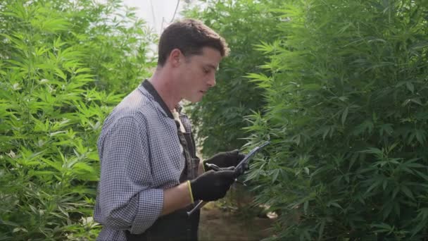 Mannelijke Cannabisboer Aan Het Werk Zijn Cannabiskwekerij Controleert Gezondheid Van — Stockvideo