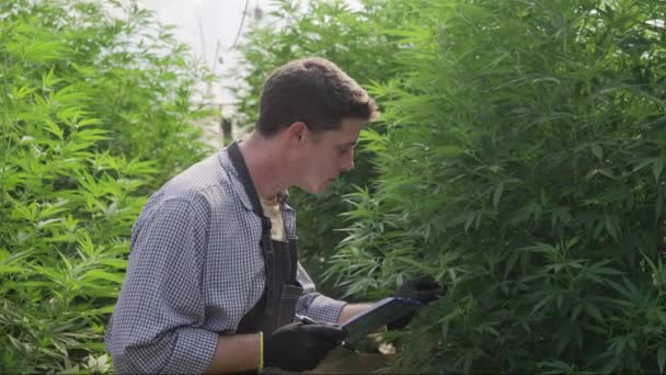 在他的大麻农场工作的男性大麻种植者检查他的植物的健康状况 并将结果记录在他的笔记本上 — 图库视频影像