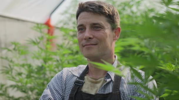 快乐而成功的男性大麻种植者 被他健康的大麻植物围绕着 自豪地站在他的大麻温室里 对着镜头笑着 — 图库视频影像