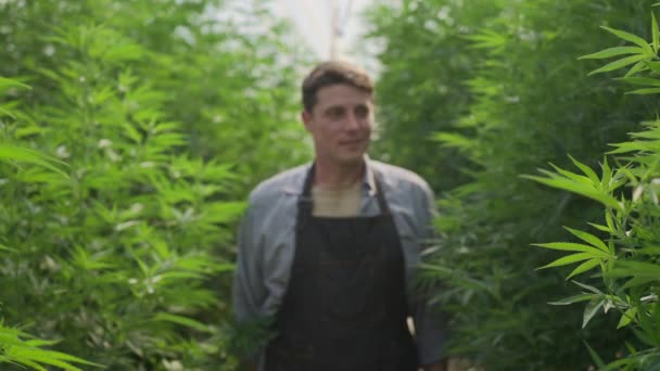 Mannelijke Cannabisboer Aan Het Werk Zijn Cannabiskwekerij Controleert Gezondheid Van — Stockvideo