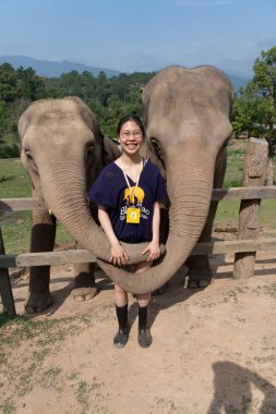 Chiang Mai, Tayland - 25 Mayıs 2023 - Tayland 'ın Chiang Mai kentindeki fil kampında fillerle fotoğraf çektirmek için poz veren genç bir Asyalı turist