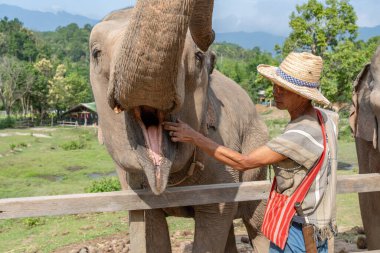 Chiang Mai, Tayland - 25 Mayıs 2023 - Tayland 'da Chiang Mai' de bir fil kampında hayvanının yanında duran ve hayvanının ağzını kontrol eden bir fil mahout