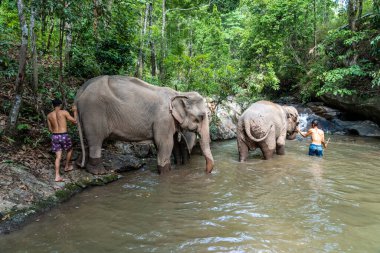Chiang Mai, Tayland - 25 Mayıs 2023 - fil mahout 'ları sabah bahtı için filleri suya götürüyor