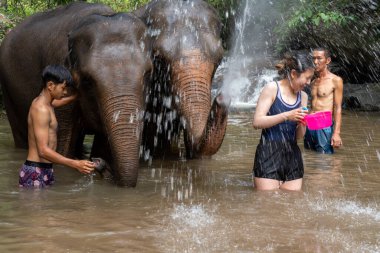 Chiang Mai, Tayland - 25 Mayıs 2023 - Turist ve kasalar onu yıkarken fil bagajından su püskürtüyor