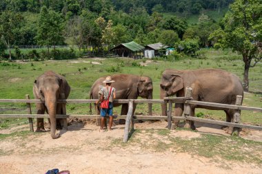 Chiang Mai, Tayland - 25 Mayıs 2023 Tayland, Chiang Mai 'de bir fil kampında hayvanının yanında duran bir fil mahout.