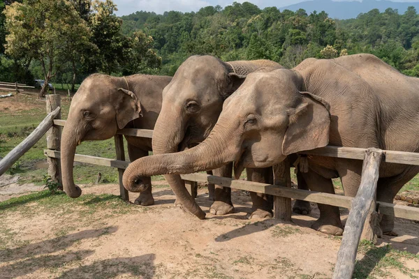 Trzy Azjatyckie Słonie Stojące Przy Drewnianym Ogrodzeniu Czekające Jego Mahout — Zdjęcie stockowe