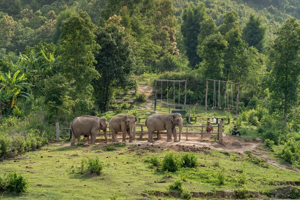 Chiang Mai Tajlandia Maja 2023 Trzy Słonie Stojące Przy Drewnianym — Zdjęcie stockowe