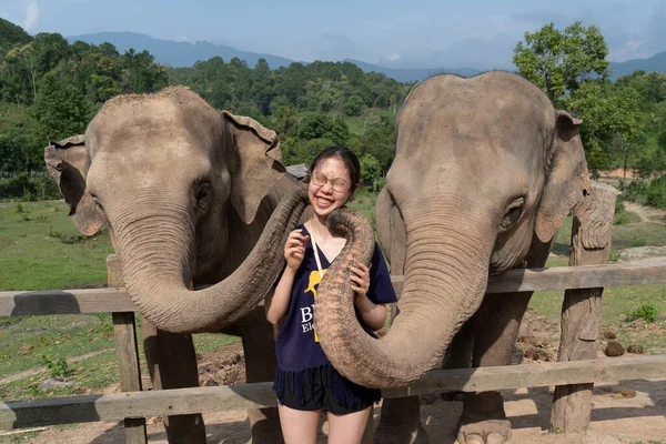 Chiang Mai Tajlandia Maja 2023 Dwa Słonie Wykorzystujące Swój Bagażnik — Zdjęcie stockowe