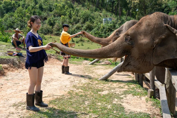 Chiang Mai Tajlandia Maja 2023 Młodzi Azjatyccy Turyści Karmiący Słonie — Zdjęcie stockowe