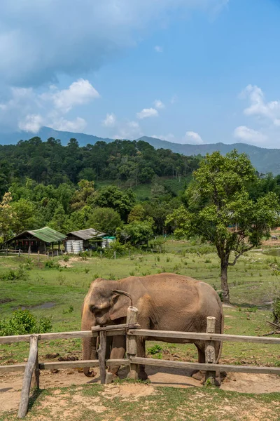 Trzy Azjatyckie Słonie Stojące Przy Drewnianym Ogrodzeniu Czekające Jego Mahout — Zdjęcie stockowe