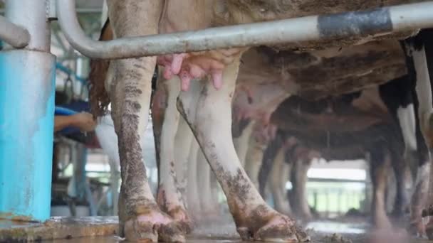 Chiang Mai Thailand Juli 2023 Milchbauern Reinigen Euter Und Zitzen — Stockvideo