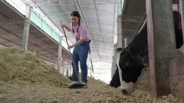 Cow Eating Food Provided Her Young Woman Working Dairy Farm — Stock Video
