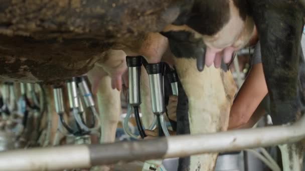 Närbild Mjölkmaskinens Spottkopp Som Ansluter Till För Att Mjölk Från — Stockvideo