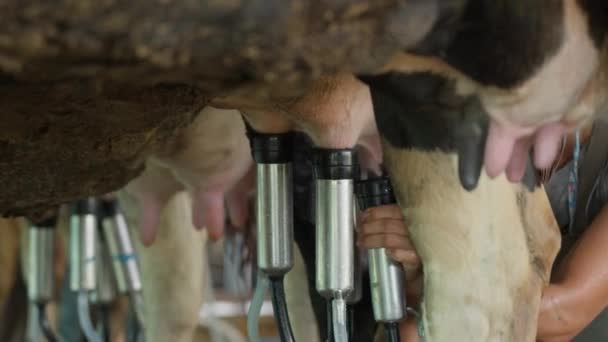 Feche Copos Leite Máquina Ordenha Conectando Tetas Uma Vaca Para — Vídeo de Stock