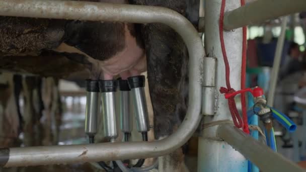 Feche Copos Leite Máquina Ordenha Conectando Tetas Uma Vaca Para — Vídeo de Stock