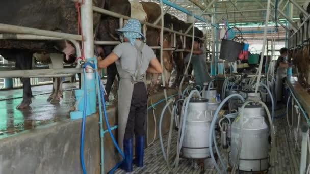 Chiang Mai Thajsko Července 2023 Pracovník Mlékárny Pomocí Dojicího Stroje — Stock video