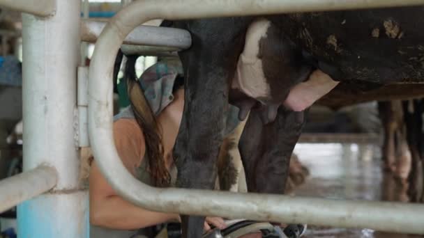Chiang Mai Thailand Juli 2023 Pekerja Peternakan Susu Menggunakan Mesin — Stok Video