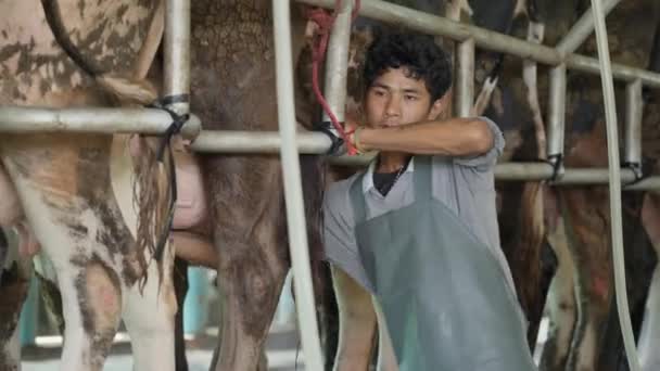タイのチェンマイ 2023年7月17日 タイのチェンマイの酪農場で牛を搾乳するために搾乳機を使用する酪農労働者 — ストック動画