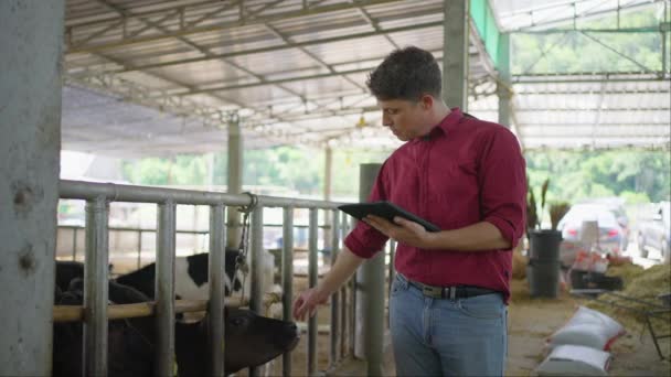 Kırmızı Tişörtlü Yorgun Erkek Mandıra Çiftçisi Çiftlik Hayvanlarının Durumunu Kontrol — Stok video