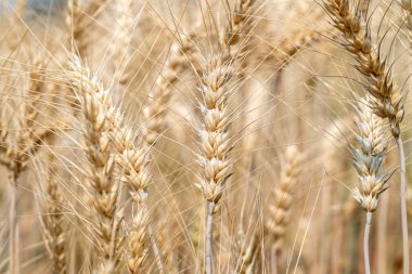 Arpa tarlasında yetişmiş arpaları yakın.