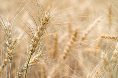 Arpa tarlasında yetişmiş arpaları yakın.