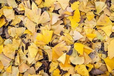 Sarı gingko yaprakları yere düştü.
