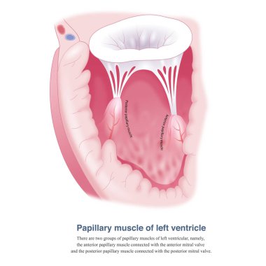 There are two groups of papillary muscles of left ventricular, namely, the anterior papillary muscle and the posterior papillary muscle.