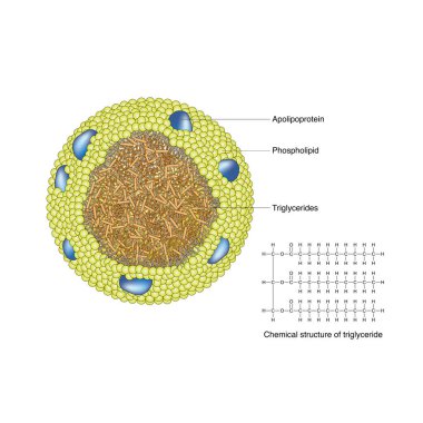 Trigliseritler, nötr yağ olarak da bilinir, gliserol molekülleri ve yağ asitlerinin reaksiyonuyla oluşan lipidlerdir ve kan lipidlerinin bileşenlerinden biridir.. 