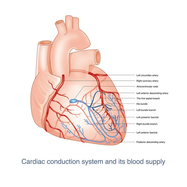 Система Провідності Серця Забезпечується Гілками Коронарної Артерії Після Кровоносні Судини — стокове фото