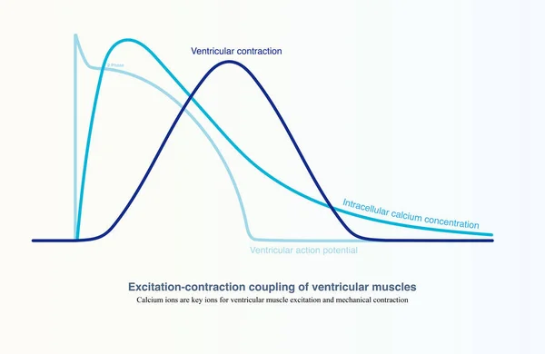 When the ventricular muscle is excited, in the action potential phase 2, calcium ions enter the cell, trigger the contraction device, and complete the electrical excitation contraction coupling.